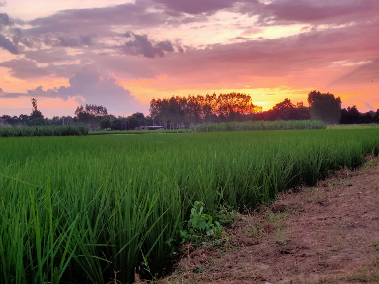 Farming