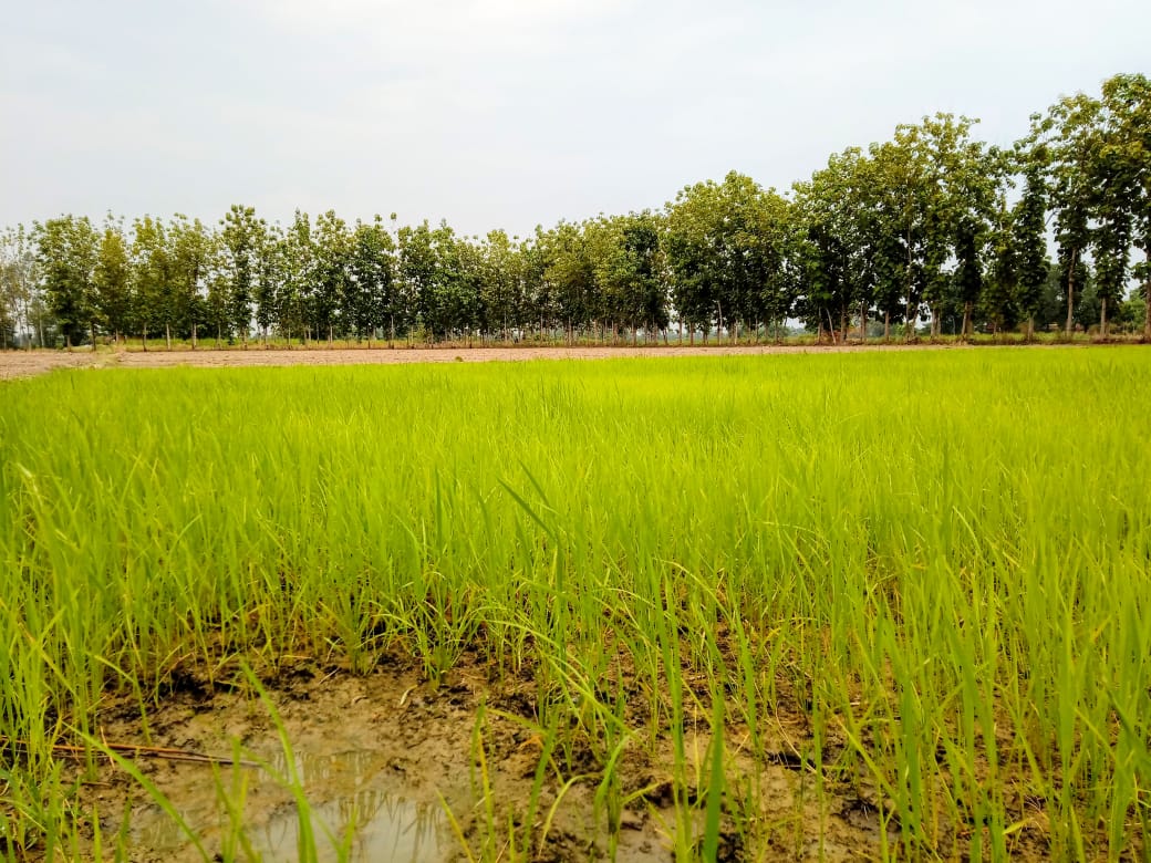 Pura Nazir Image 1