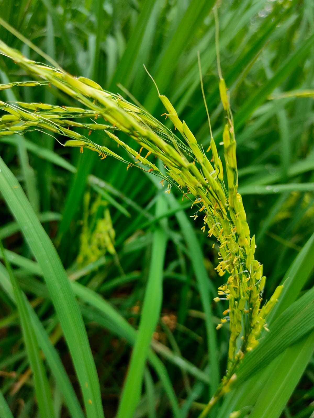 Farm Image 2