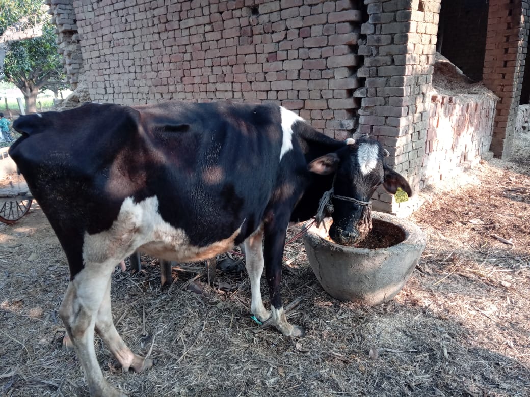 Cattle