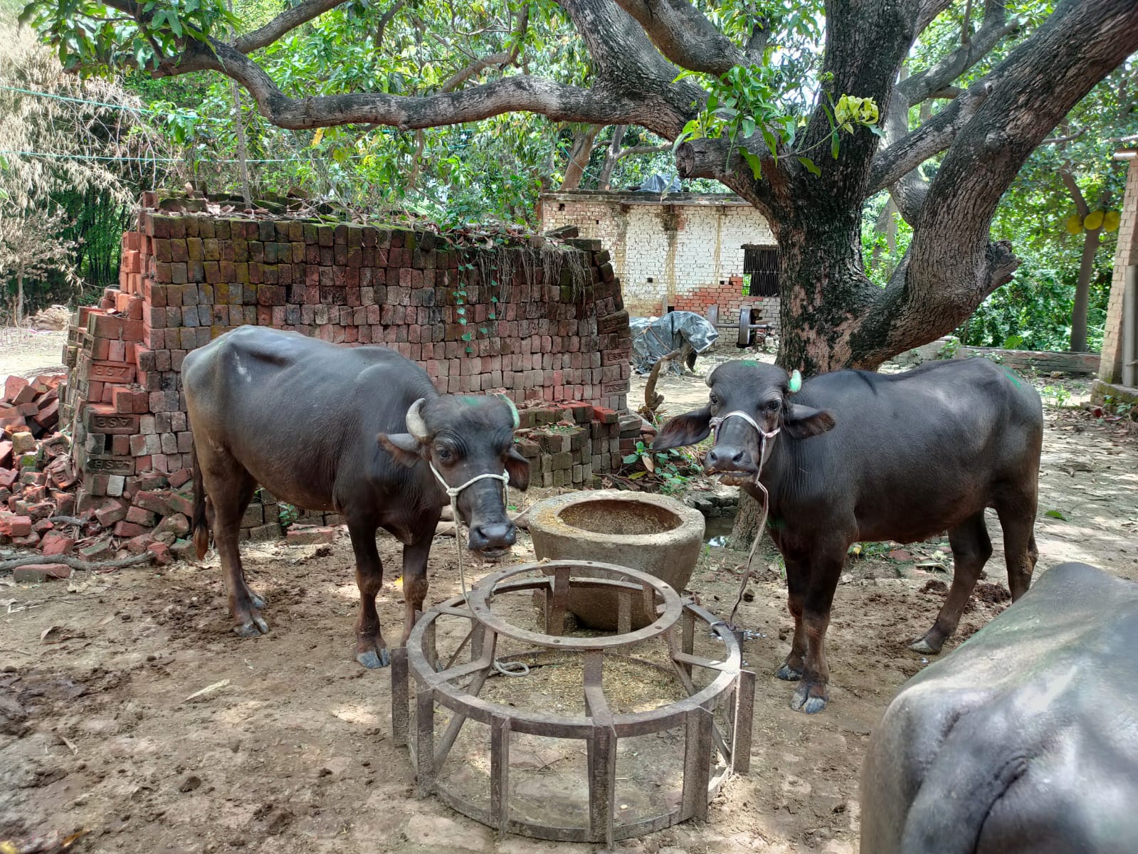 Buffalo