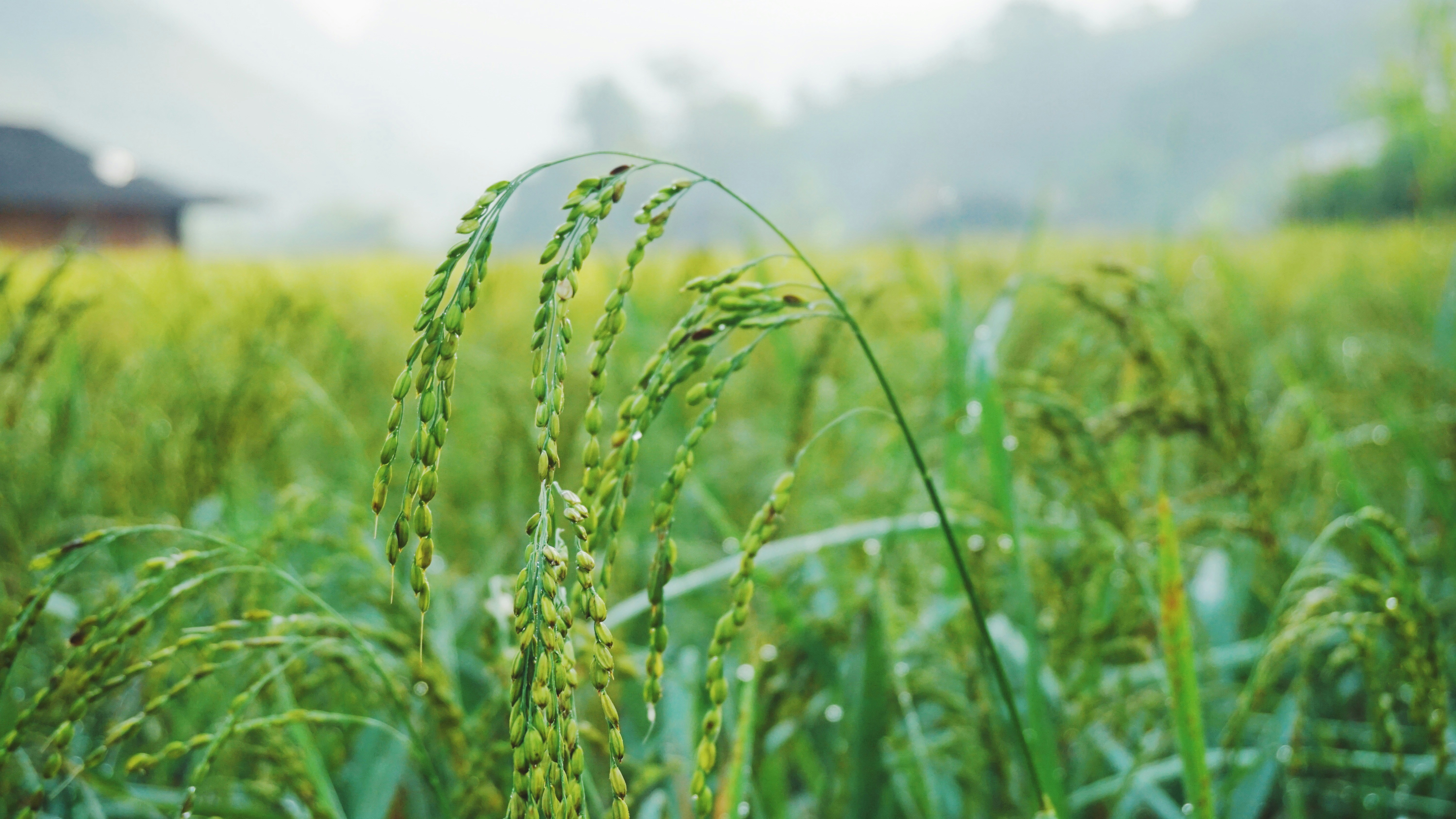 Rice Fields