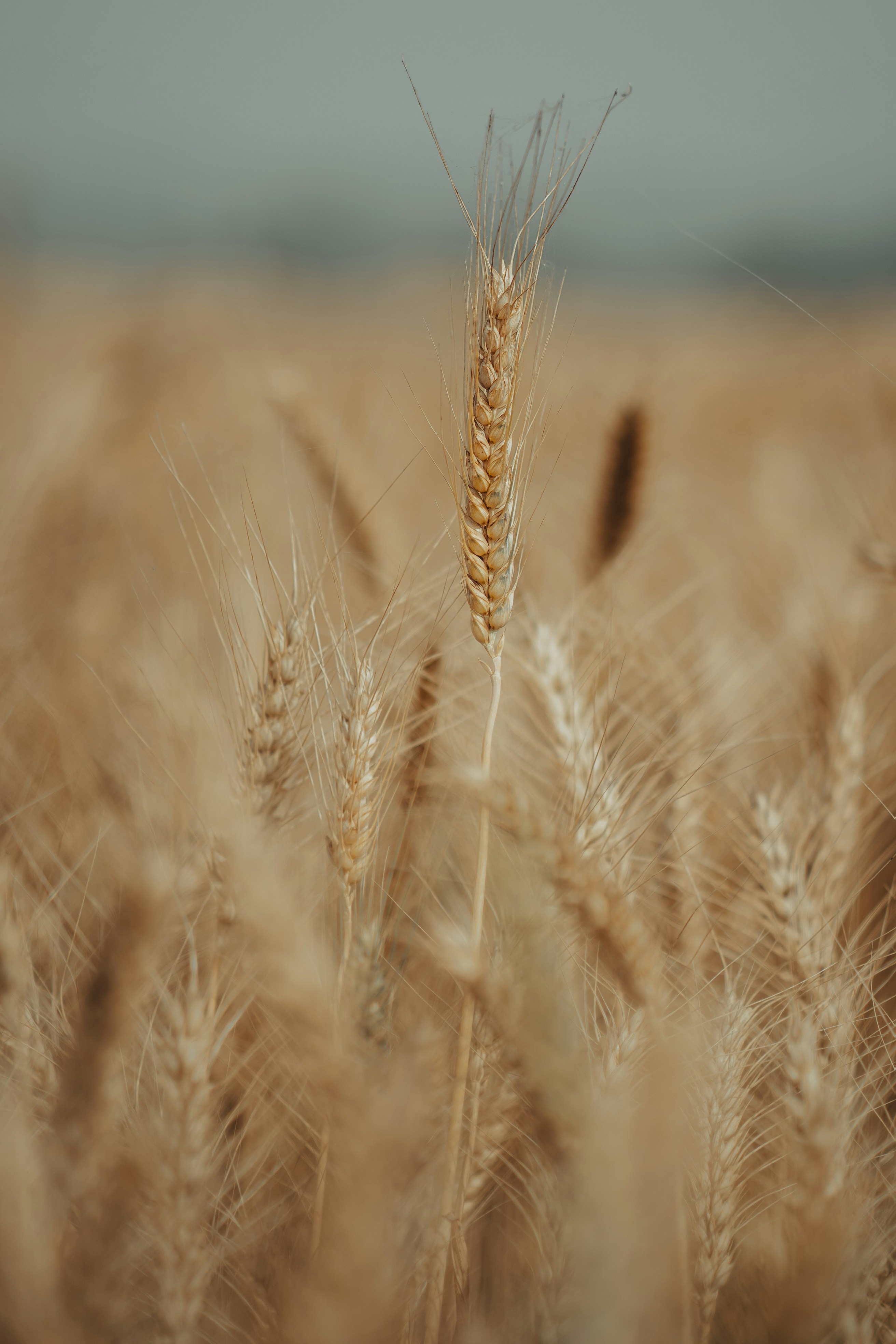 Wheat Field
