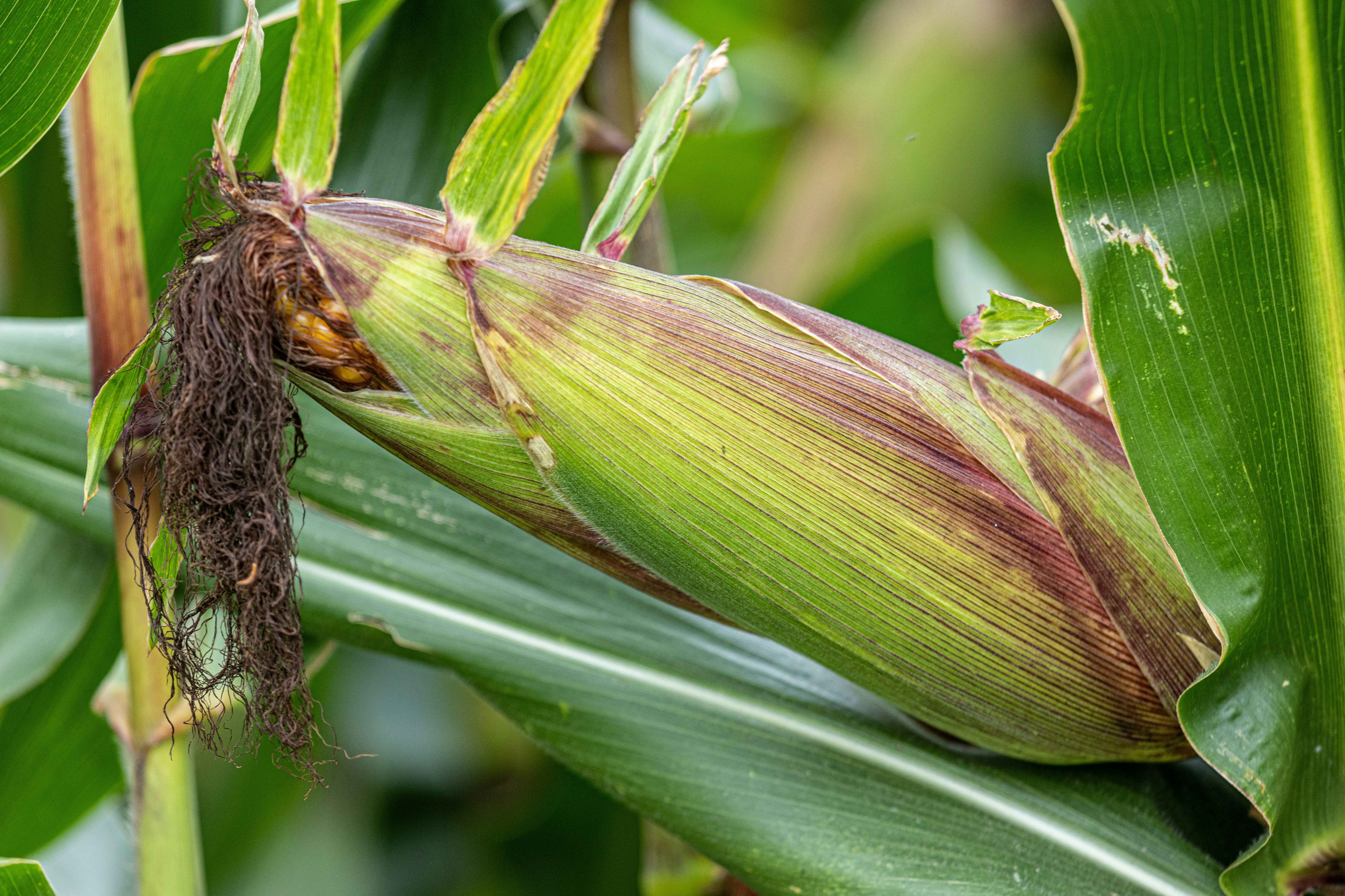 Maize Field
