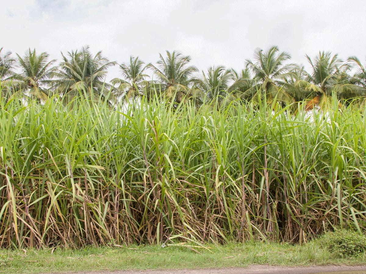 Sugarcane Field